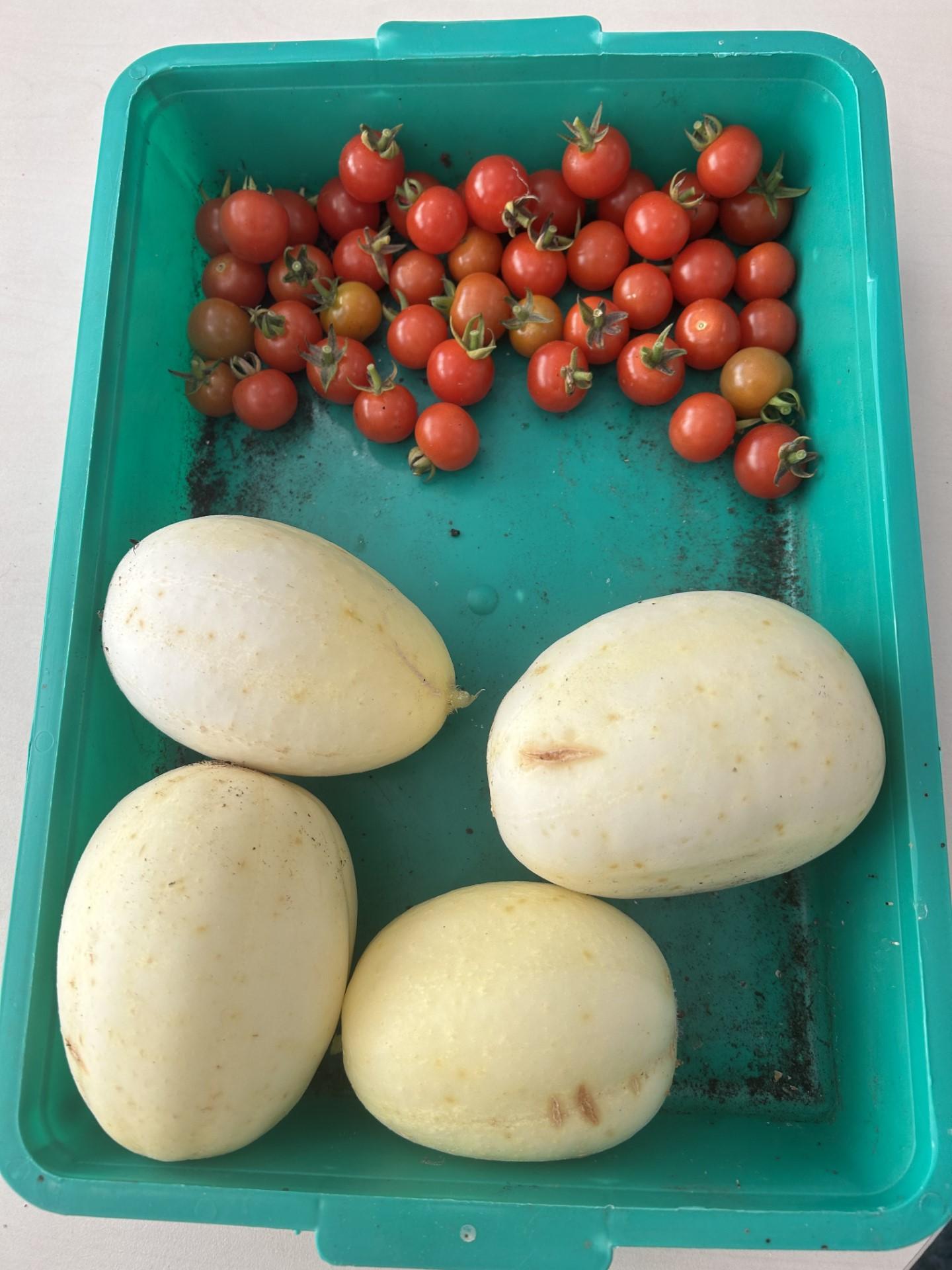 cherry tomatoes and apple cucumbers