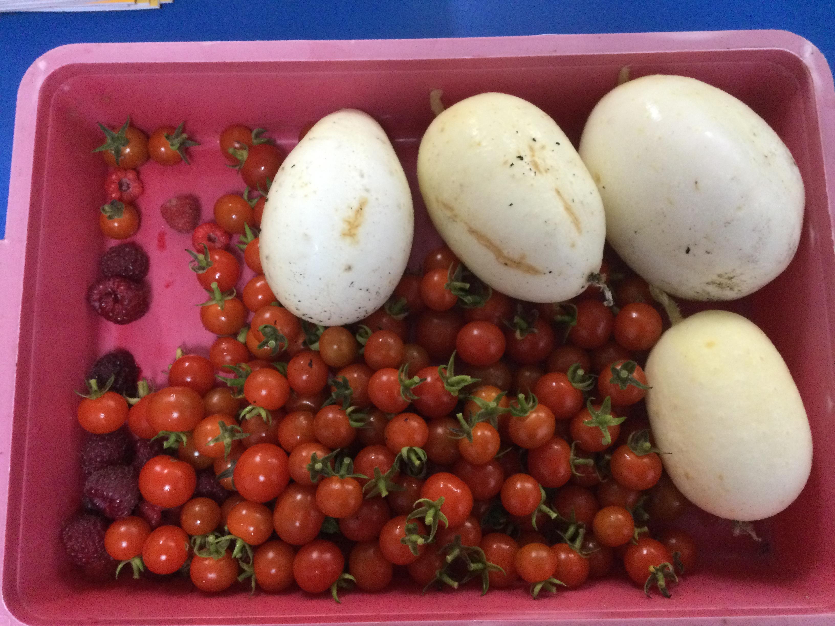Todays harvest