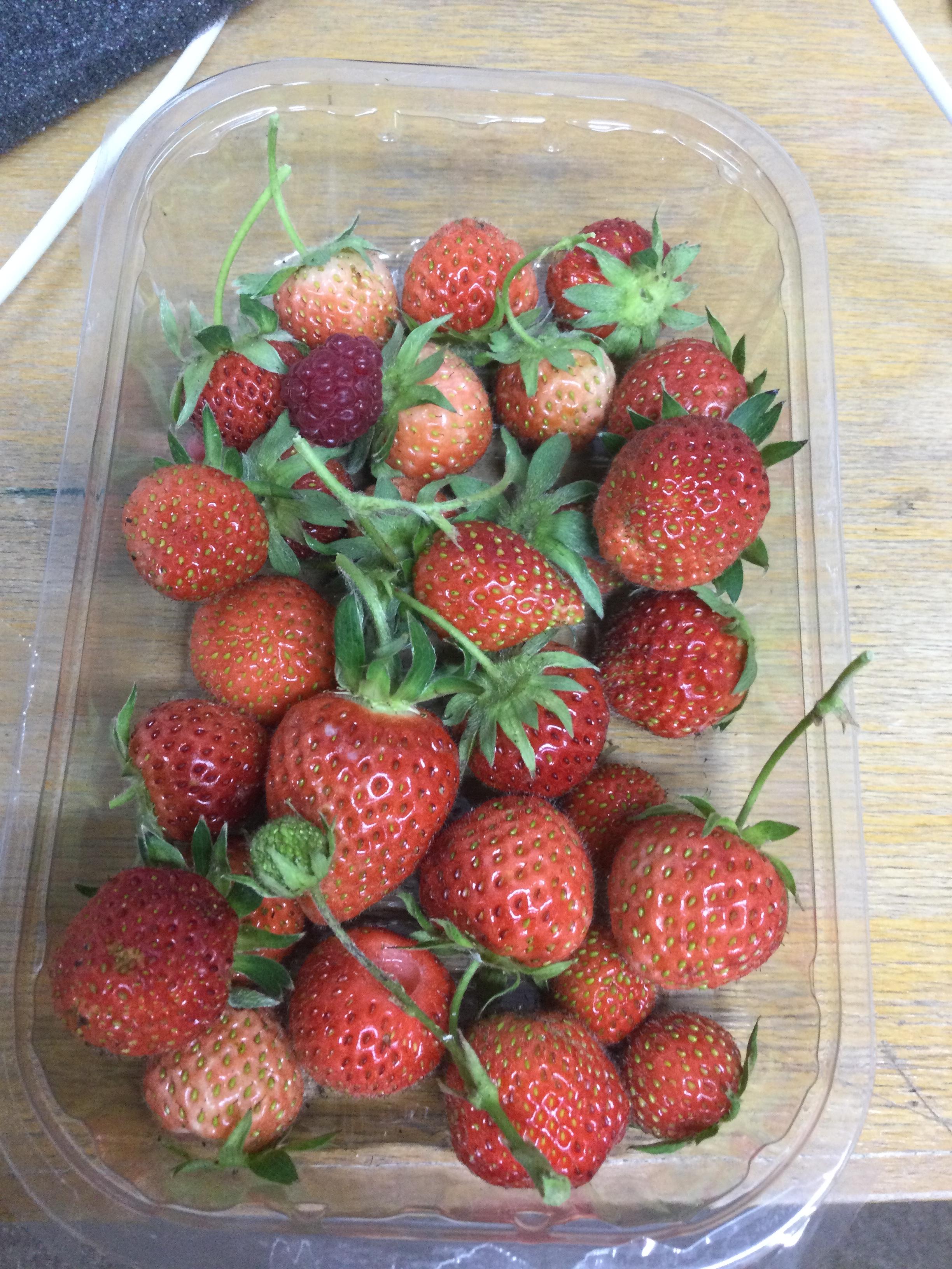 The first of our strawberries have gone to the school kitchen